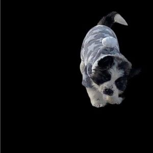 Dog PJ’s Warn once Grey Fuzzy 14 inches probably medium has no tags